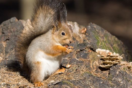 the photograph shows a squirrel on a tree