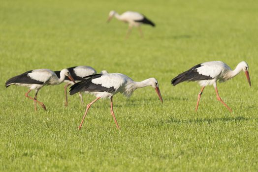 White Storks Ciconia Ciconia in a newly mowed meadow
