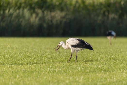 White Storks Ciconia Ciconia in a newly mowed meadow
