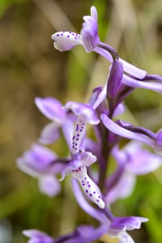 Wild orchid in Sardinia, natural hybrid grows in the undergrowth.