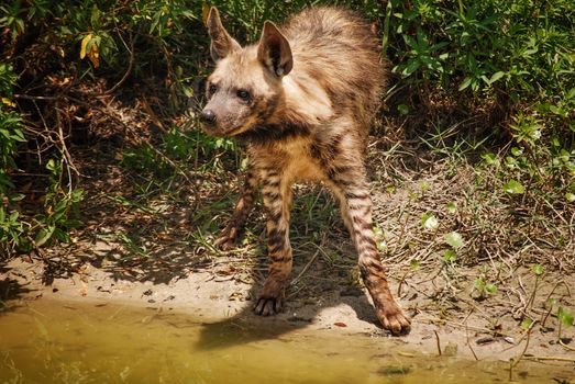 Brown Hyena standing by water's edge in a zoo, looking into the distance