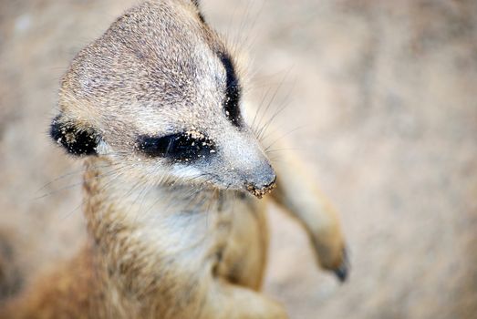 Overhead close up shot of a meerkat's head while it is on alert
