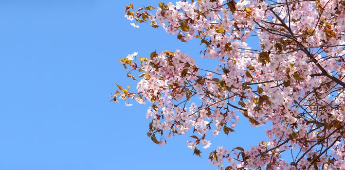 Spring blooming pink cherry on blue sky background
