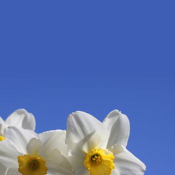 White narcissus flowers over blue sky background with copy space