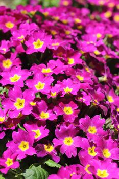 Carpet of small pink flowers blooming outdoors