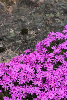 Wild pink alpine flowers growing on rock
