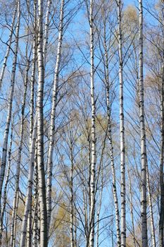 Beautiful spring trees in park over blue sky background