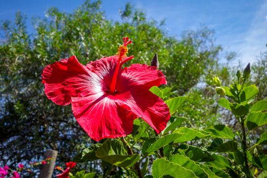 Red hibiscus flower close up - polynesian symbol