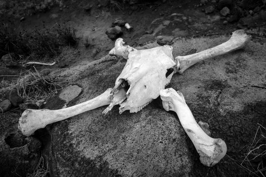 Horse skull and bones on easter island