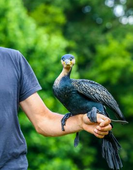 A healer holding a cormorant during a live entertainment in a zoological park