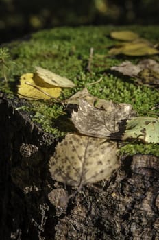 Golden autumn in the month of October in a beautiful forest