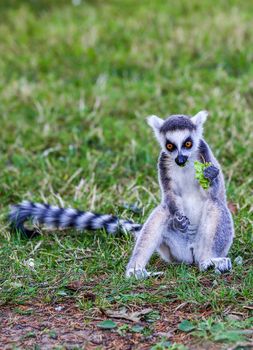 Close up on the lemurs (ring-tailed lemur) eating leaf