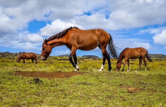 Horses in easter island field, pacific ocean, Chile