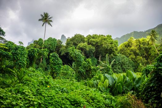 Moorea island jungle and mountains landscape. French Polynesia