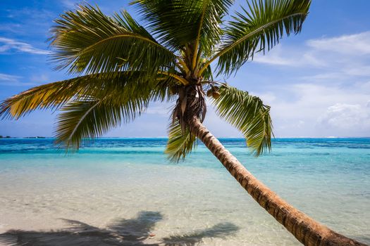 Paradise tropical beach and lagoon in Moorea Island. French Polynesia