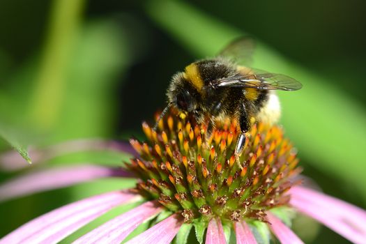 bumble bee flying to flower