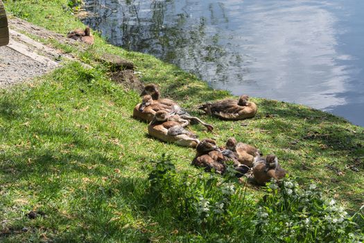 Duck family lying in the grass on the banks of a small lake.