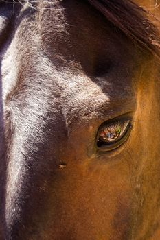 People reflected in the eye of a horse as if it were a crystal ball. Vertical image.