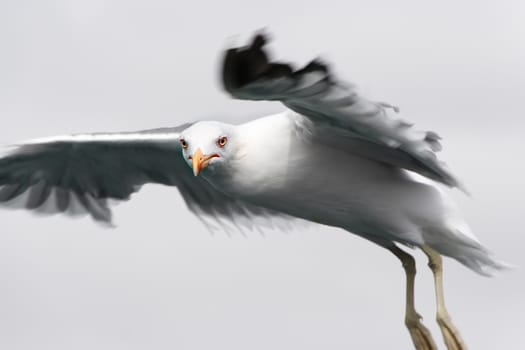Seagull looking for a prey. Horizontal image.