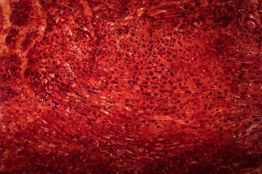abstract background or texture detail polished red coral