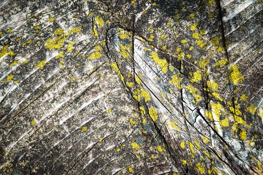 abstract background detail wooden plank overgrown with moss