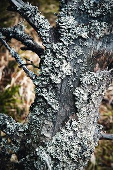 abstract background old tree trunk covered with moss