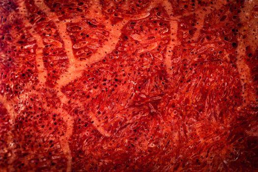 abstract background or texture detail polished red coral