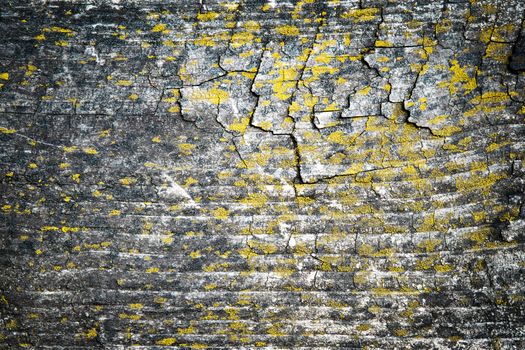 abstract background or texture old wood covered with moss