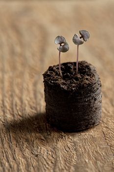 Small sprout tending to sun spring  macro