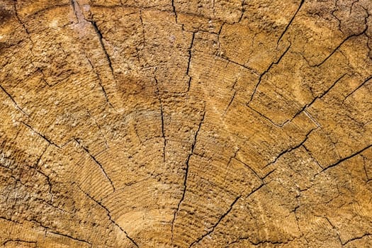 The photo shows a wooden texture background