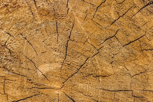 The photo shows a wooden texture background