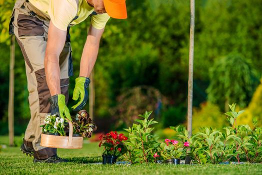 Caucasian Gardener Preparing and Planting Flowers During Sunny Spring Day. Garden Works.