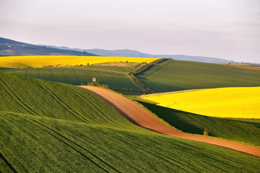 Sunny Spring farmland on hills of South Moravia. Czech green and yellow spring fields. Rural agriculture scene