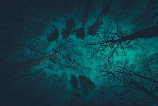 Spooky Dark Forest Canopy Nature Photo Background.