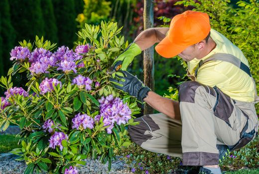 Professional Caucasian Gardener Taking Care of Flowers in the Garden. Professional Landscaping Garden Works.