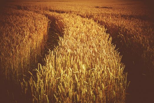 Rye Field with Tractor Tracks. Agriculture Theme. Rye Closeup.
