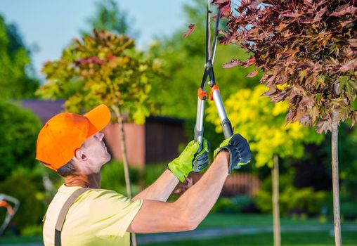 Summer Garden Works. Caucasian Gardener with Garden Scissors Trimmers at Work in His Backyard Garden. 