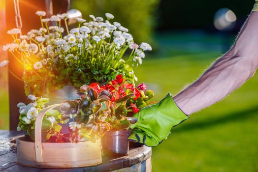 Taking Care of Garden Flowers. Gardeners Hand Placing New Flowers in His Favorite Garden Spot.