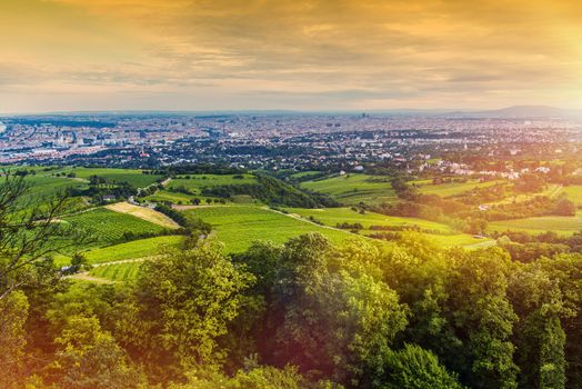Vienna Vineyards and the Vienna Cityscape Panorama. Beautiful Summer Sunset in Vienna, Austria, Europe. 