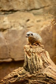 The Suricate or Meerkat is a Small Diurnal Herpestid (Mongoose). Vertical Photography of Suricate.