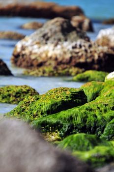 Green Beach Rocks. Atlantic Ocean. South Florida