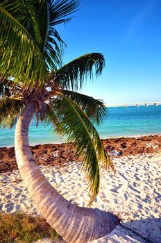 Lonely Palm Tree. Bahia Honda State Park. Florida Keys, USA.