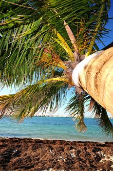 Palm Tree - Bahia Honda State Park, Florida Keys, Florida USA