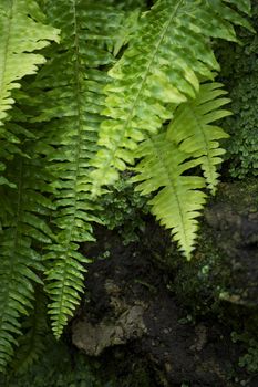 Ferns in the Forest. Fern Leafs. Vertical Photography.