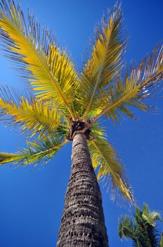 Palm Tree on Blue Sky. Florida USA