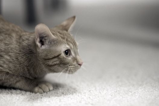 Small Kitty on the Gray Carpet.