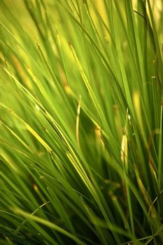 Spring Grasses  - Grass Macro Photo. Green Grass Background.