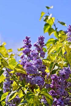 Lilac - Syringa Flowers. Syringa Vulgaris Shrub in Flower. Lilac Flowers Are Produced in Spring, Each Flower Being About 5 to 10 mm. Nature Photo Collection