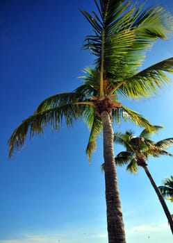 Palm Trees on the Clear Blue Sky. Vertical Photo