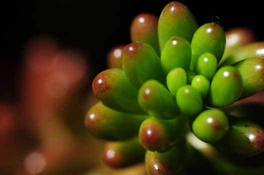 Exotic Flower. Macro Photography in the Botanic Garden
